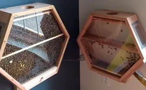 Genius Company Installs Beehives In Your Living Room, And Here's How It Works