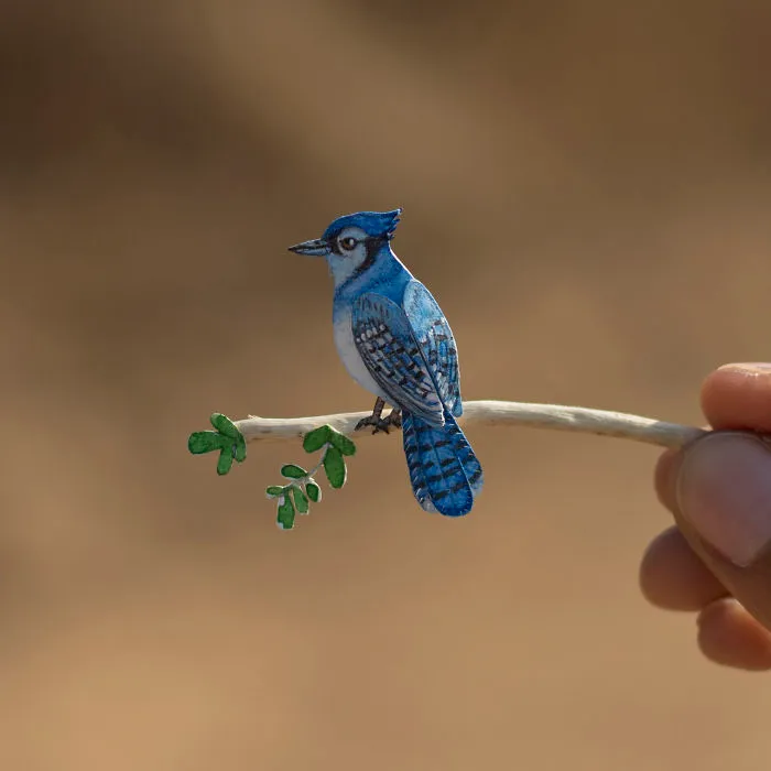 Blue Jay