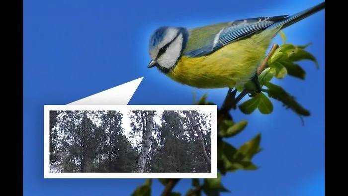 European Tit Bird As You Have Never Seen. Intelligent And Beautiful Tiny Creature Having Lunch In 4k