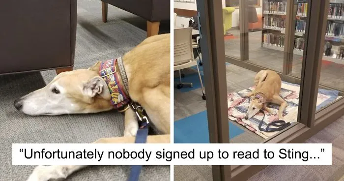 Nobody Shows Up To Read For Retired Greyhound Racer, So Internet Responds In The Best Way