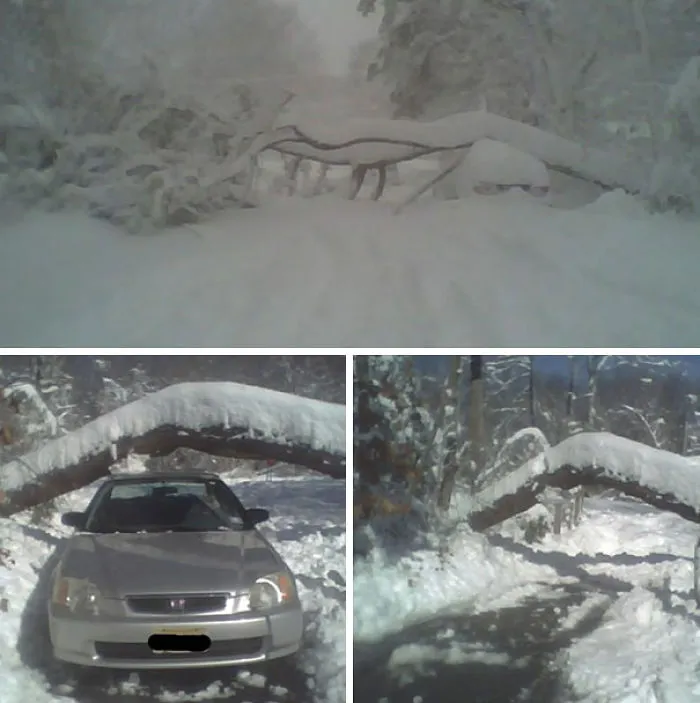 Me temí lo peor cuando vi a este árbol caer, pero cuando llegué a mi coche vi que tuve suerte
