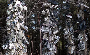 I Accidentally Found A Mysterious Forest Full Of Shoes