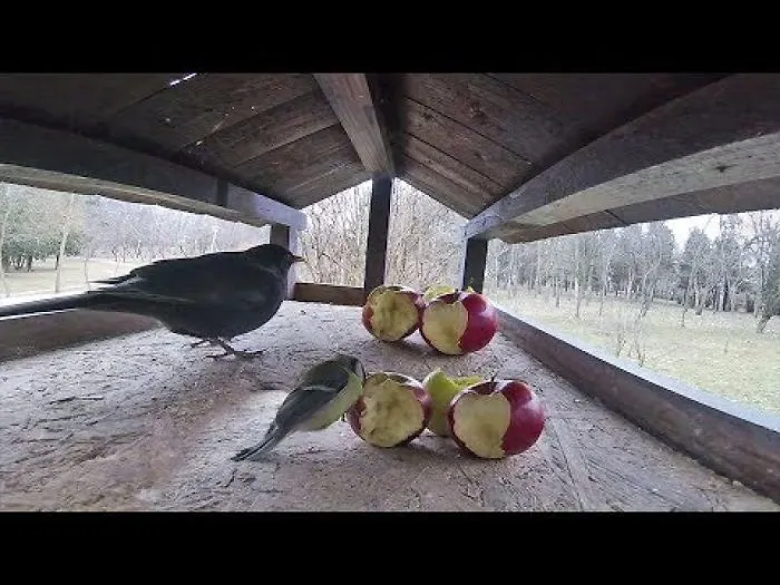 I Made A Shelter For The Birds That Winters And The First Day Was A Real Success