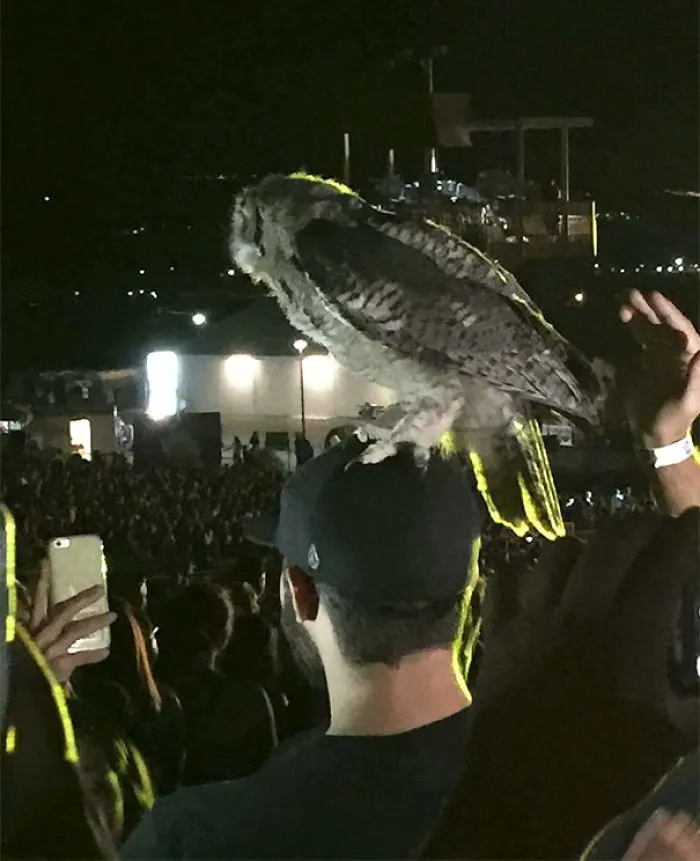 Este búho aterrizó sobre la cabeza de mi amigo en un concierto