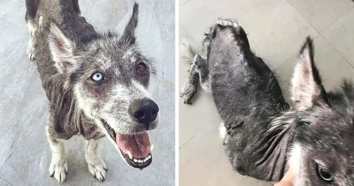 Rescued Husky Goes Through An Incredible Transformation In Just 8 Months And It's Hard To Believe It’s The Same Dog