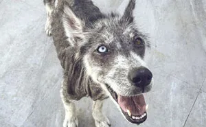 Rescued Husky Goes Through An Incredible Transformation In Just 8 Months And It's Hard To Believe It’s The Same Dog