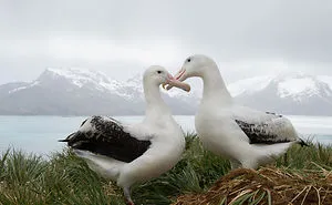 The Most Romantic Creatures That Will Make Your Valentines