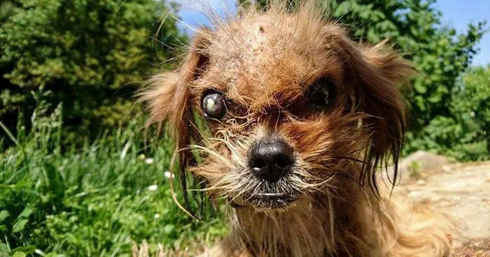 It’s Unbelievable How Much This ‘Scary’ Dog Changed In 8 Months After Being Rescued From The Streets
