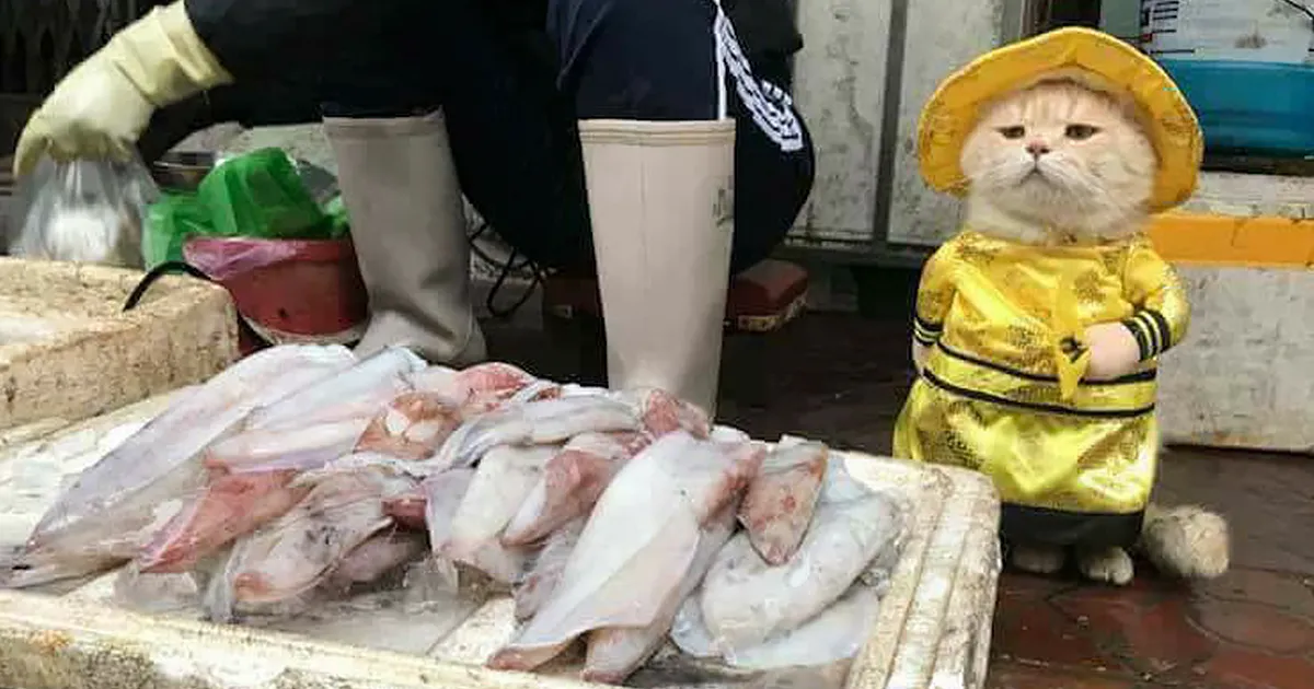 Este es el pescadero más adorable de Vietnam, y está conquistando internet con sus encantadoras fotos
