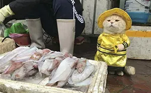 Meet The Cutest Fish Vendor In Vietnam Who Is Taking The Internet By Storm With His Adorable Pics