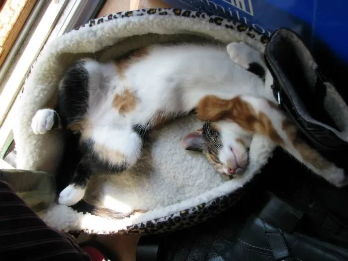 People Are Posting Pics Of Their Cats Stretching, And It’s Hilarious (198 Pics)