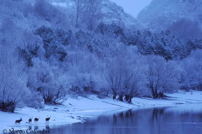 Red Deer (Cervus Elaphus) Walking At Dawn Nearby A Lake