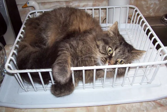 Every Time I Do The Dishes!