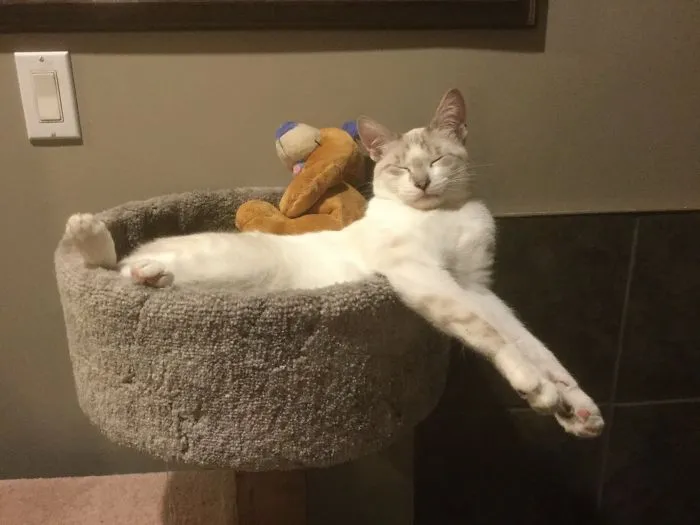 People Are Posting Pics Of Their Cats Stretching, And It’s Hilarious (198 Pics)