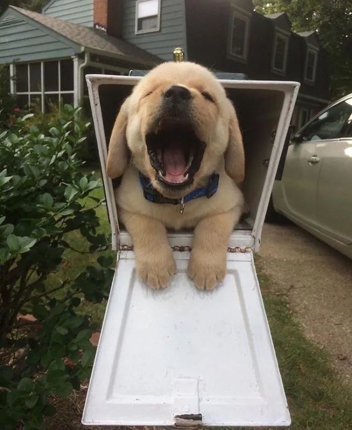 Adorable