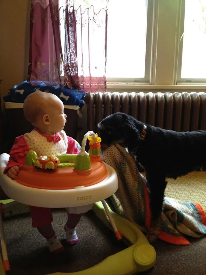 El perro de mis amigos ofreciéndole su manta favorita a mi hija