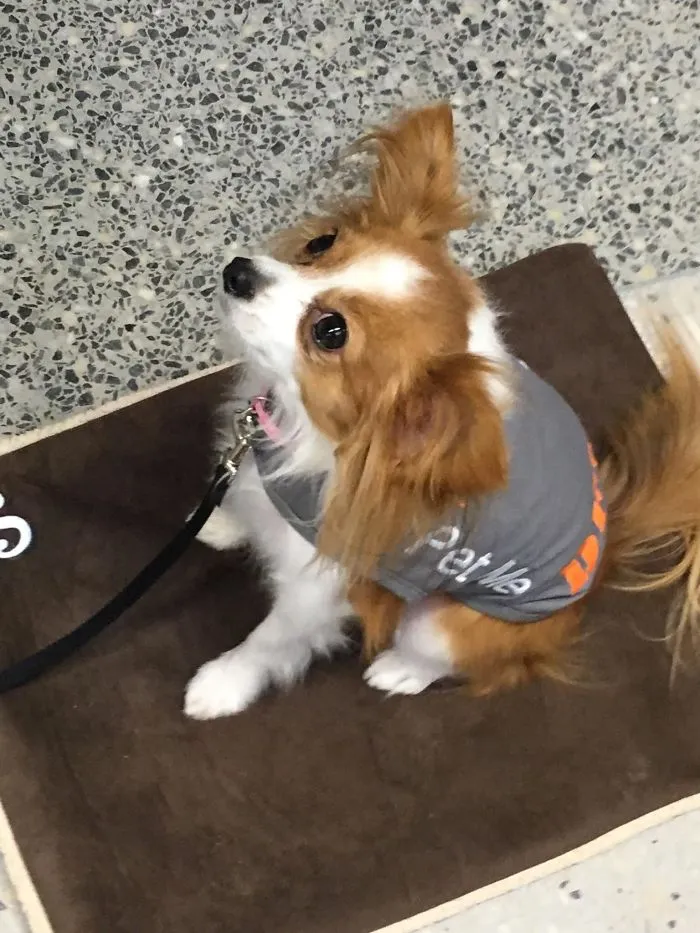 Perro de terapia en el aeropuerto para calmar a la gente antes de volar
