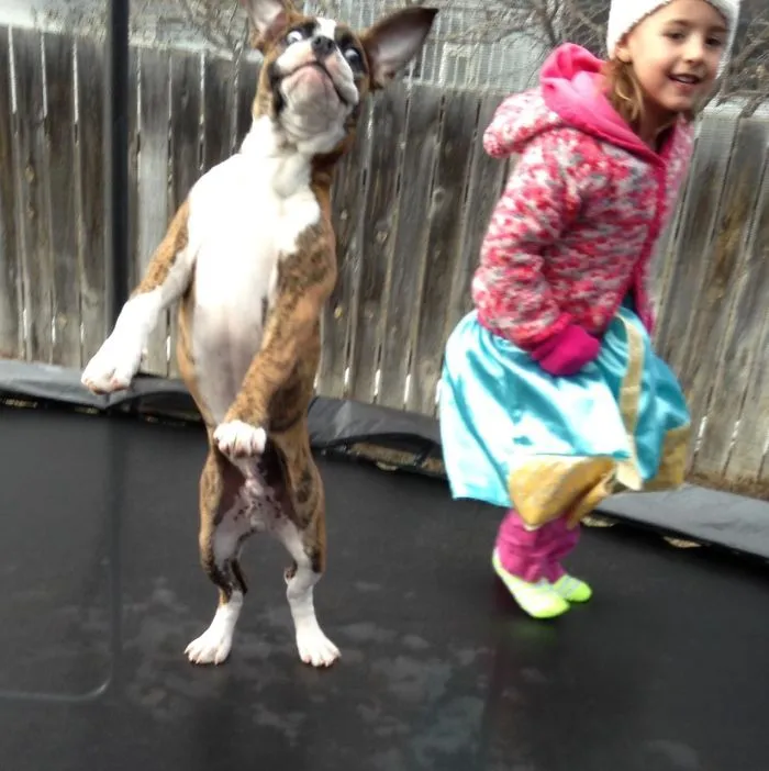 Perro y niña disfrutando de su nueva cama elástica