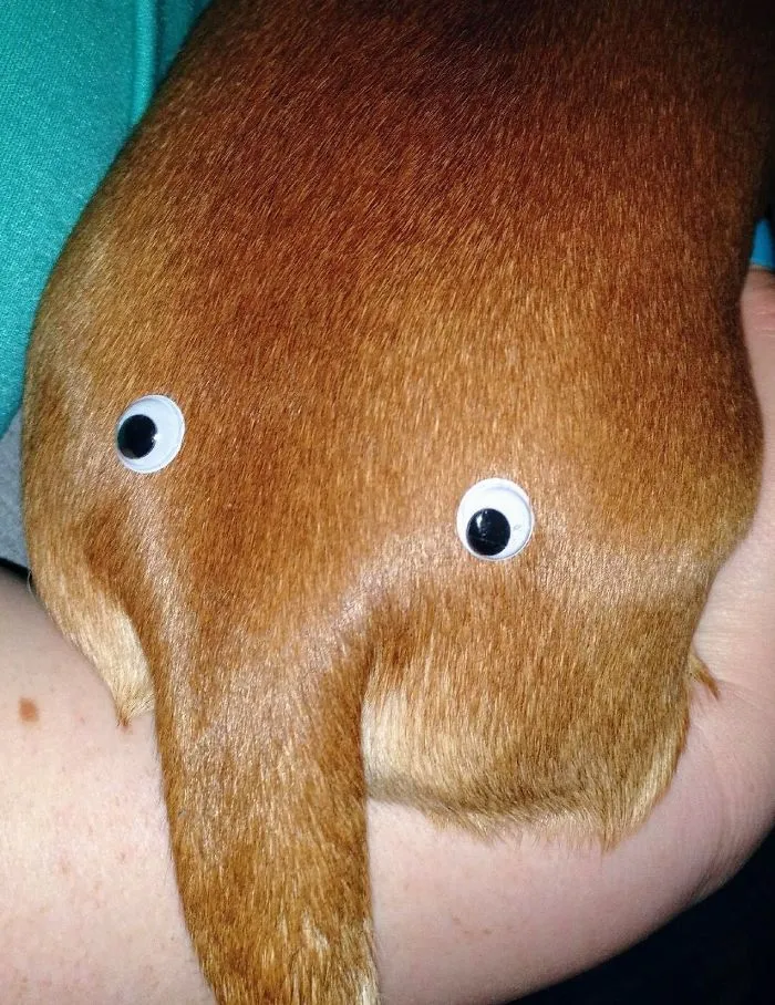 Mi novio ha comprado 500 ojos saltones "porque sí" y esto es lo 1º que ha hecho
