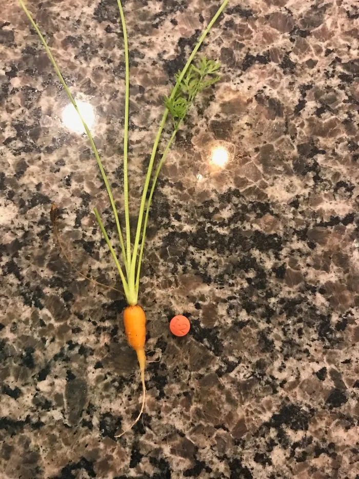 Hace meses, le hice una huerta a mi esposa, y hoy por fin cenamos nuestra provechosa cosecha