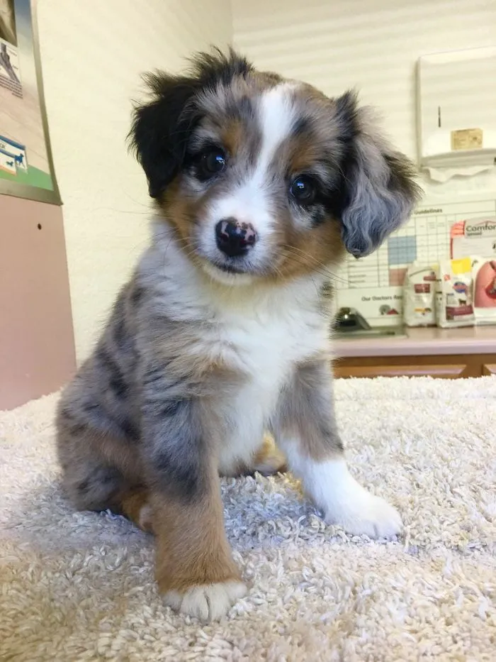 Mi primer día con Skye, el mini aussie