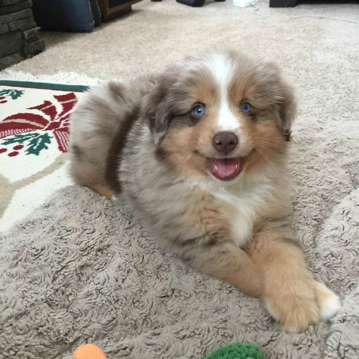 Meet Indy He's My 8 Week Mini Aussie Shepherd. He Finally Sat Still For A Second And I Got This Pic