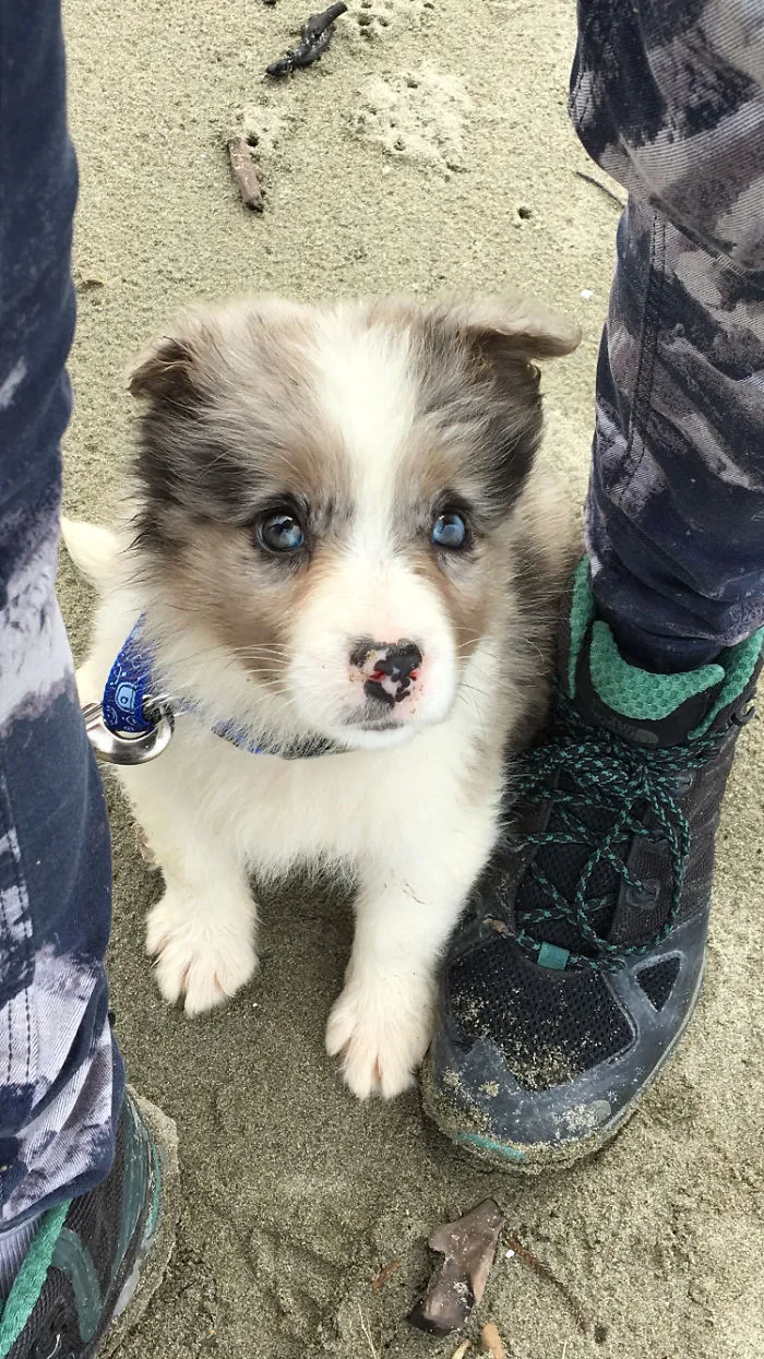 Tras 26 años esperando, al fin tengo un perro. Este es Bolt