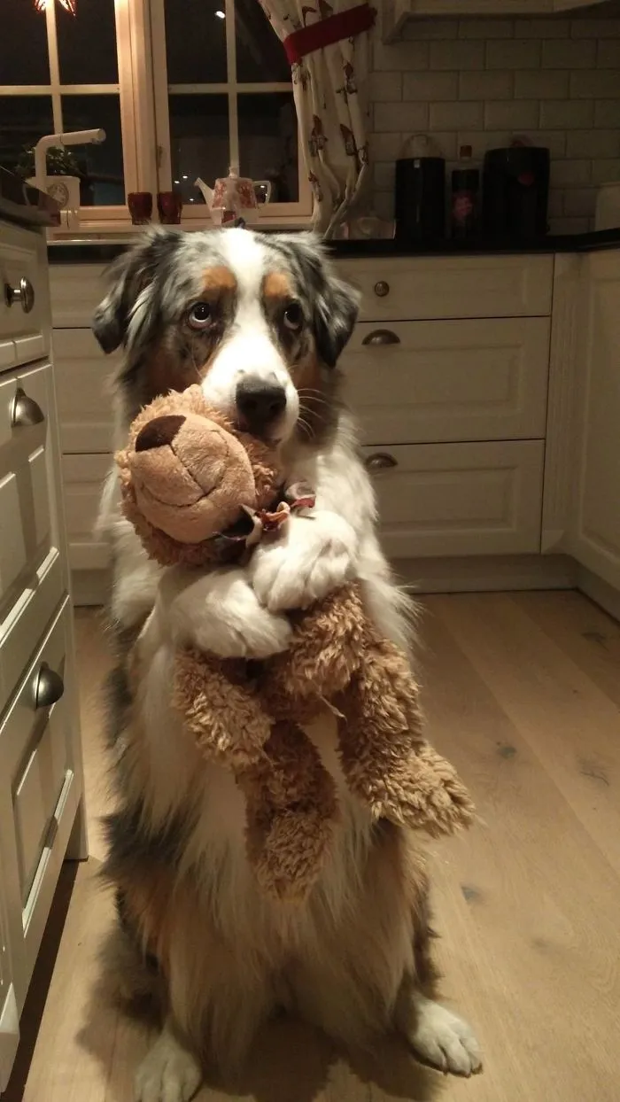 Here's My Doggo Izzie Holding Her Teddy