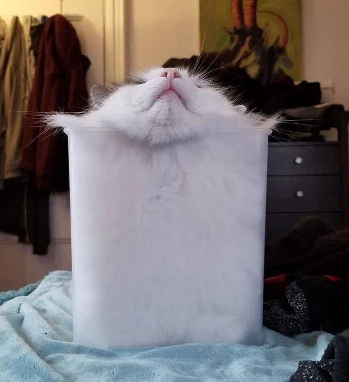 Gato totalmente líquido