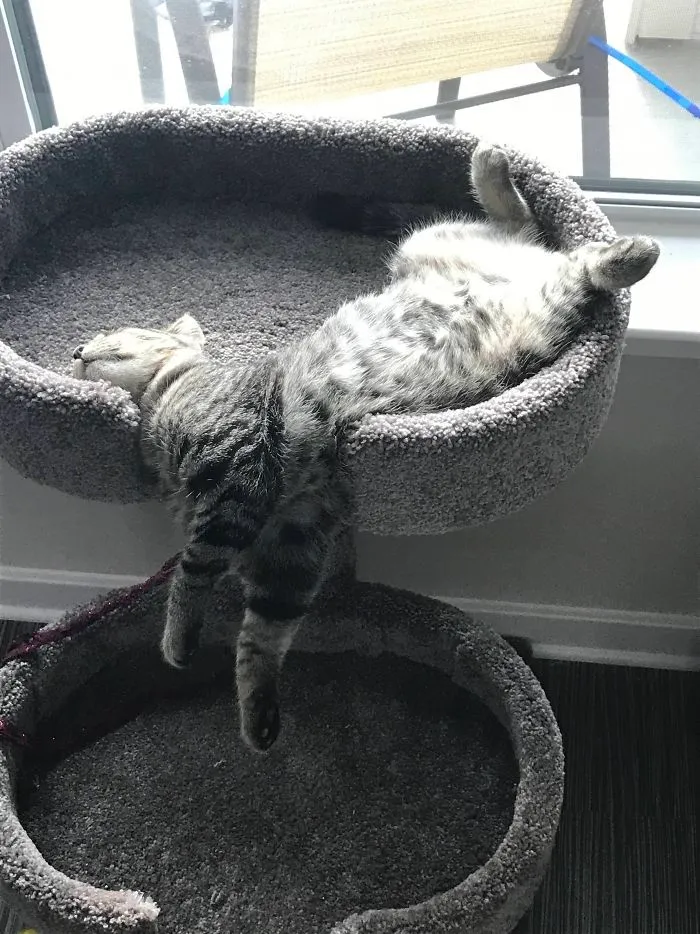Gato cascada