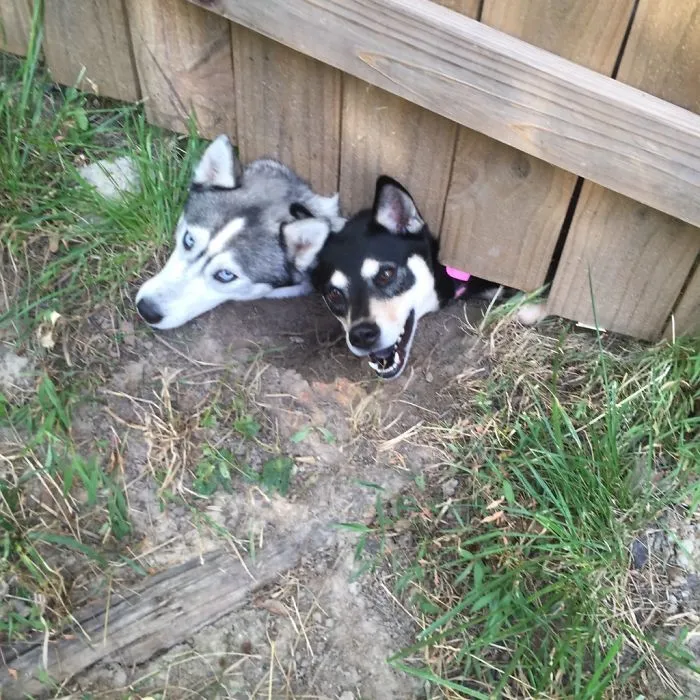 We Got New Neighbors. They Have Dogs