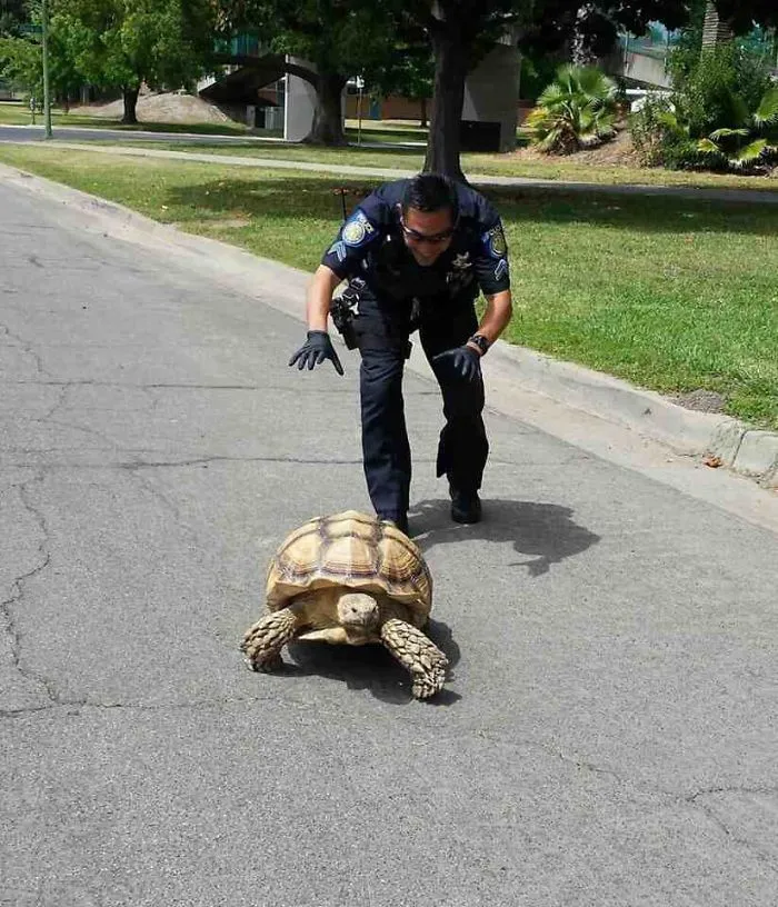Persecución a toda velocidad en Sacramento