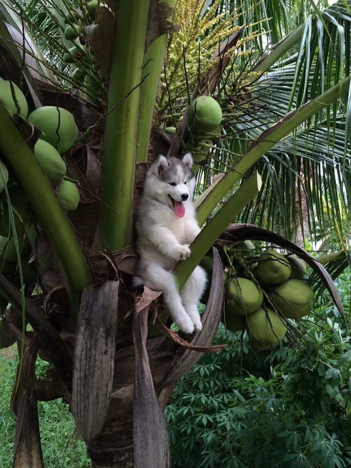 Mira humano, soy un coco