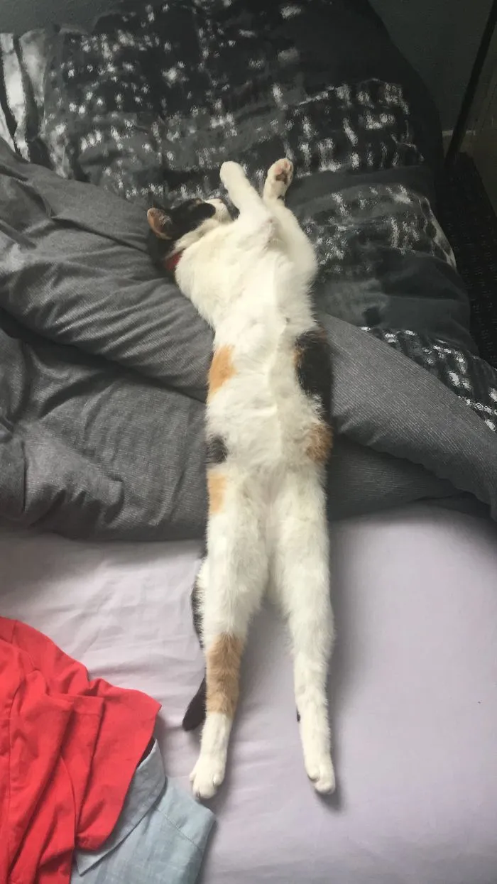 People Are Posting Pics Of Their Cats Stretching, And It’s Hilarious (198 Pics)