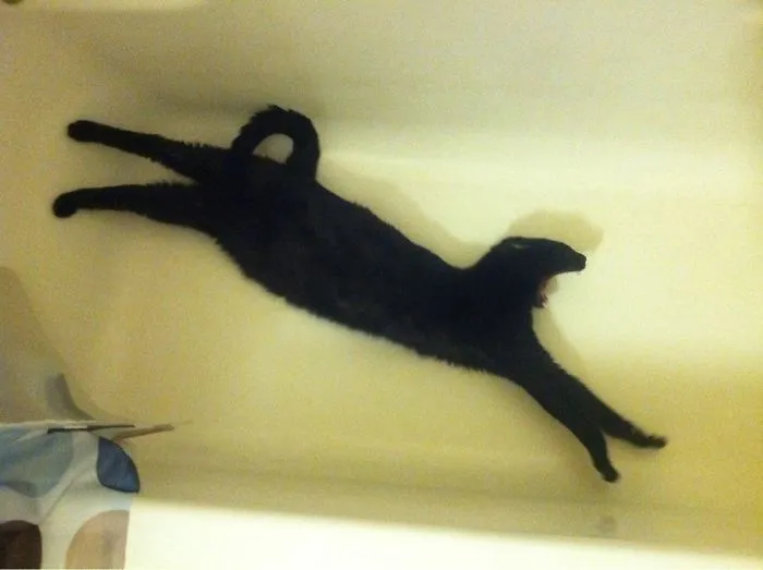 People Are Posting Pics Of Their Cats Stretching, And It’s Hilarious (198 Pics)