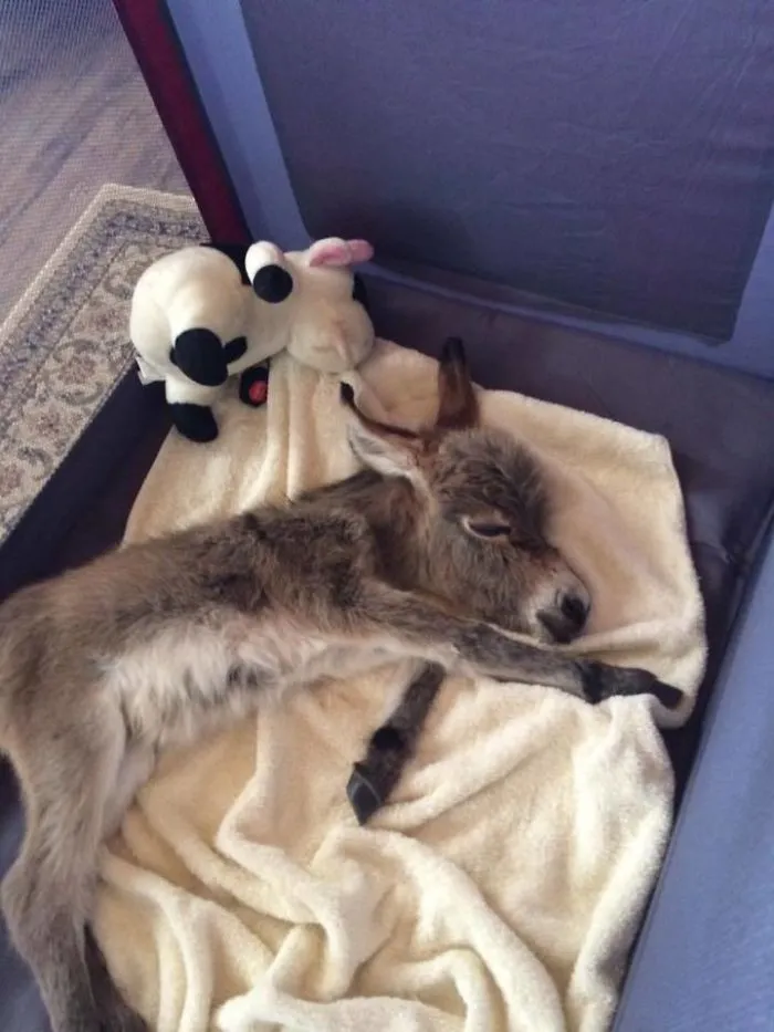 Durmiendo
