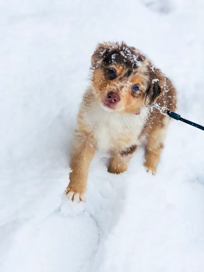 Su primer día en la nieve