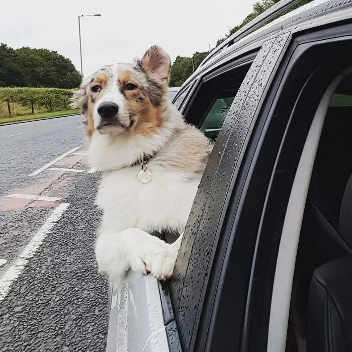 My Dog Out-Cools Me At Every Opportunity