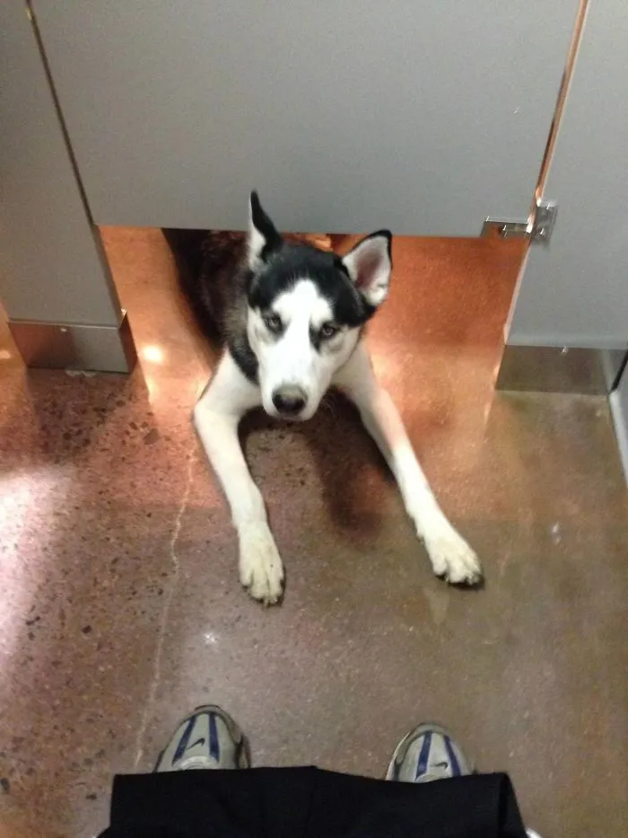 Estaba c*gando en un retrete público y apareció este husky. Me miró unos segundos y huyó