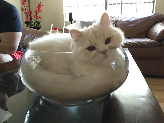If It Fits, I Sits
