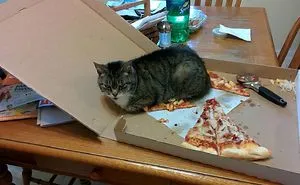 Get A Cat They Said, It Will Be Fun They Said… (Add Yours)