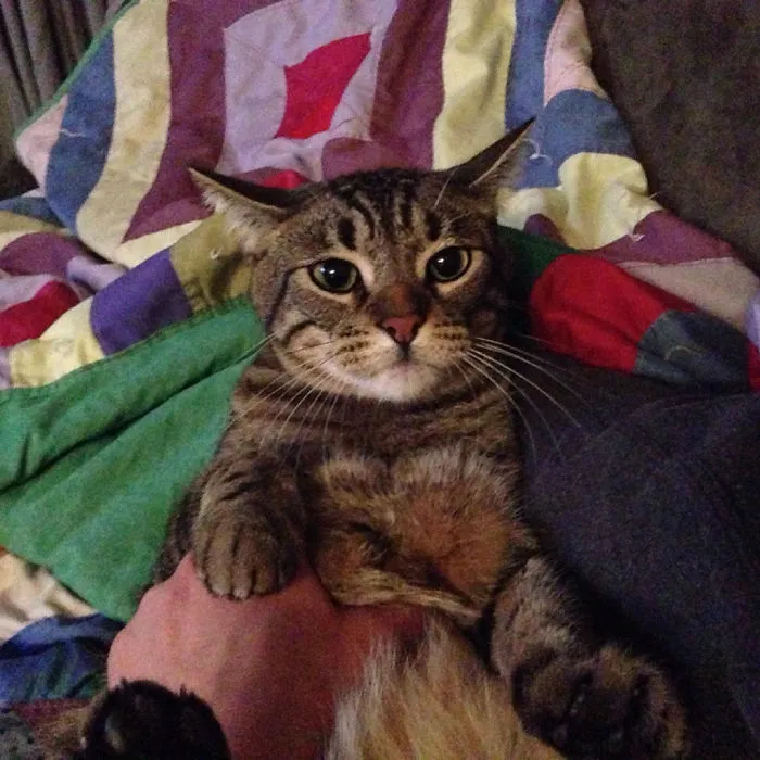 This The Face Of An Asshole Who Chewed Through Three Iphone Chargers Last Night... I Believe This Is A Face Of Revenge Not Remorse!