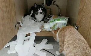 Get A Cat They Said, It Will Be Fun They Said… (Add Yours)