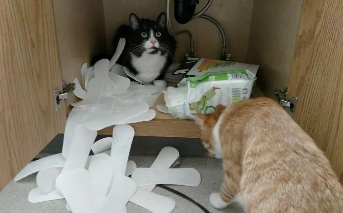 I Guess It's Time To Talk To My Cat About Her Changing Body