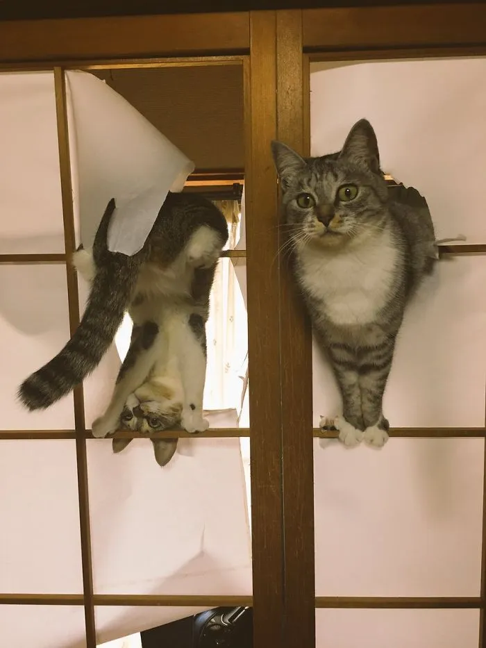 We Made Ourselves A Cat Door