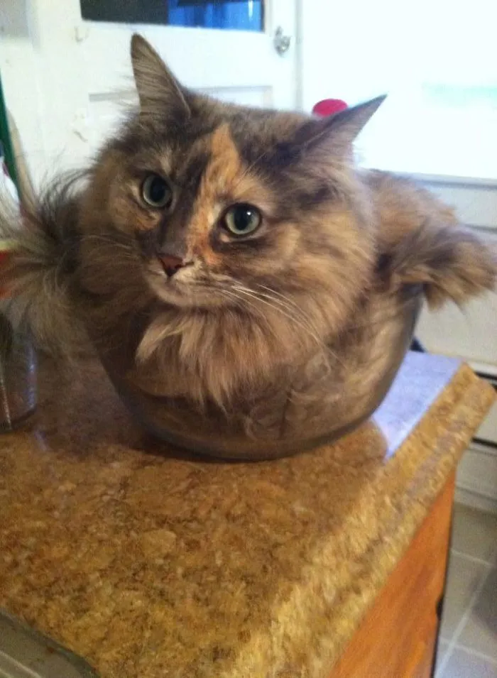 Solid, Liquid, Gas Cat