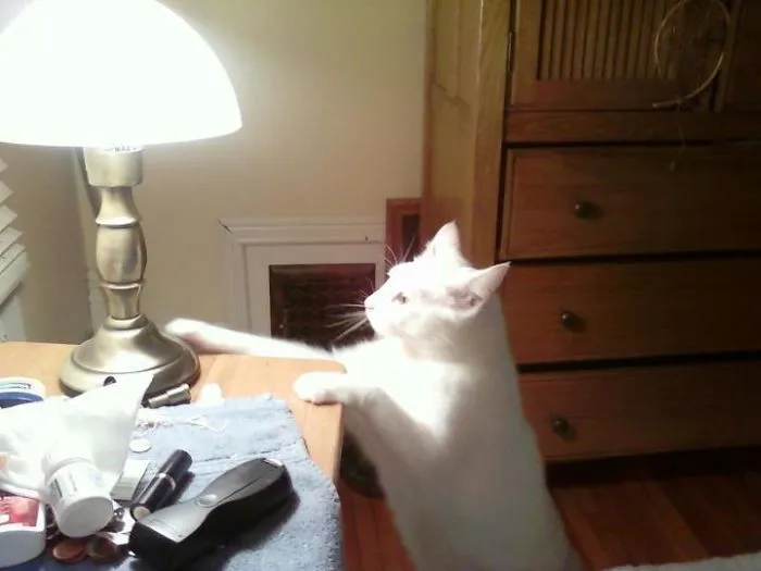 Had To Unplug The Touch Lamp To Prevent This Adorable Bastard From Turning It On Whenever He Was Hungry At Night