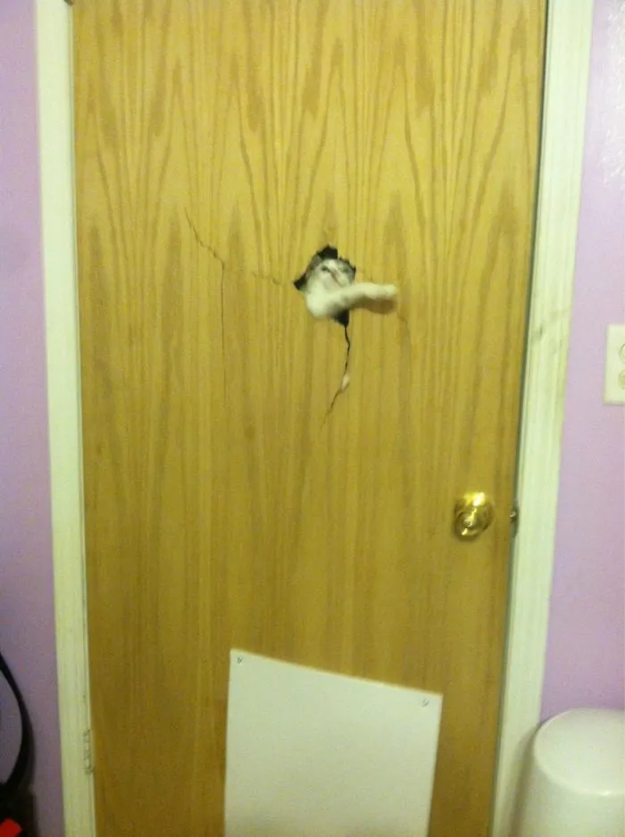 We Locked Our Cats Out Of Room Due To A New Baby. After Hearing Frantic Scratching And Meowing At 2am I Flipped The Lights On To This Sight. We Have No Idea How He Managed To Do This