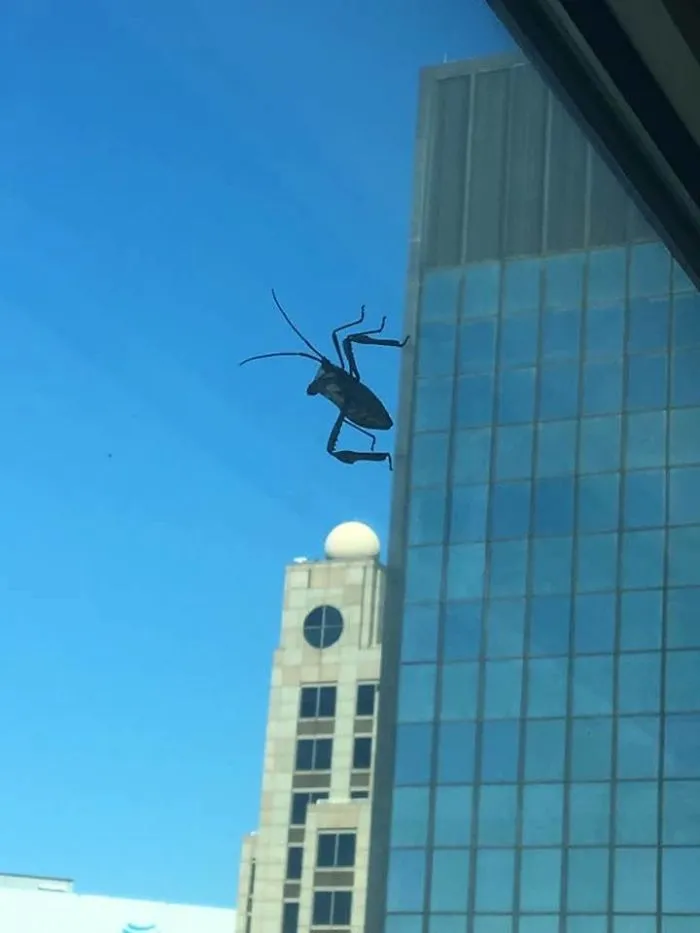 Este bicho en el parabrisas parece un monstruo enorme