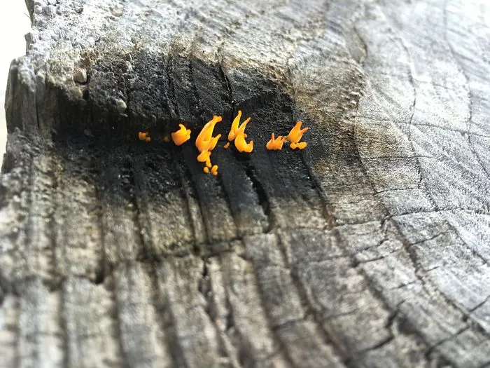 This Fungus Looks Like Fire